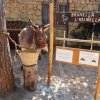 Asinello legato a un albero accanto a un cartello.