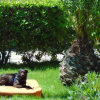 Cane nero su cuscino arancione in un giardino verde con cespugli e una palma.