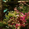 Giardino fiorito con alberi e cespugli.