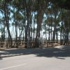 Strada fiancheggiata da alti alberi.