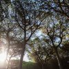 Alberi alti contro un cielo soleggiato.