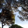 Chiome di alberi visti dal basso.
