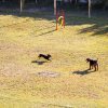 Due cani giocano su un prato con ostacoli.