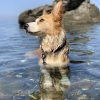 Cane bagnato che si rilassa in acqua limpida.
