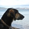 Cane marrone e nero in riva al mare, rivolto verso l'acqua, con sfondo di paesaggio collinare.