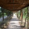 Un sentiero ombreggiato da una copertura di rami intrecciati, circondato da alberi.