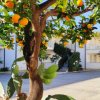 Albero di arance in un cortile soleggiato con palazzi bianchi.