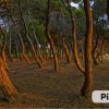 Bosco di alberi dalla forma contorta al tramonto.