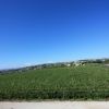 Un vasto vigneto sotto un cielo blu.