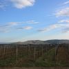 Vigneti spogli con colline sullo sfondo.