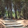 Sentiero con gradini in mezzo a una pineta illuminata dal sole.