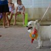 Cane bianco con medaglia in un evento.
