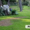 Un giardino con tronchi d'albero e piante.