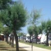 Camper parcheggiati vicino ad alberi lungo un sentiero.