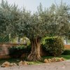 Un grande albero con pietre intorno nel giardino.