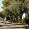 Uomo cammina con un cane su un vialetto ombreggiato da alberi.