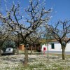 Alberi in fiore con petali bianchi su un prato, vicino a una casa. Cielo terso.