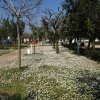 Viale alberato con alberi spogli su un tappeto di margherite bianche. Cielo azzurro.